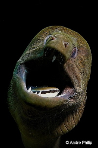 "Scary or lovely?" - Giant Moray during a dental care
Ko... by Andre Philip 